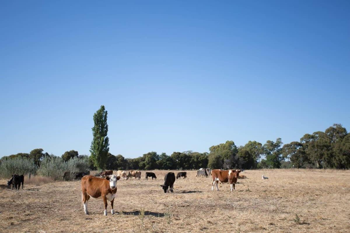 Organic Farm Stay By Tiny Away Numurkah Екстер'єр фото